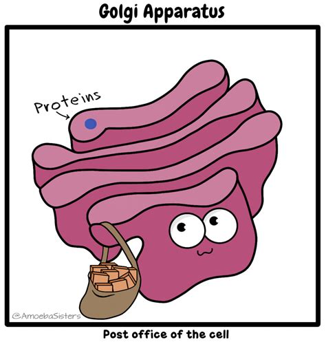 Watch the Fascinating Golgi Apparatus in Action with our Animation - A Guide to Understanding the Intricate Structure and Functionality of This Vital Cell Organelle